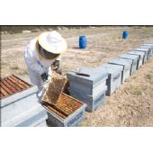 Natural Multiflora Bee Honey